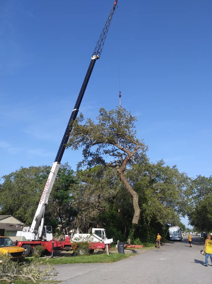big tree removal in Pasco County, FL