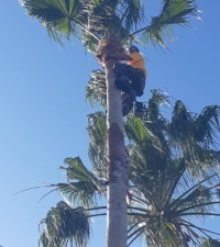 palm tree company near me