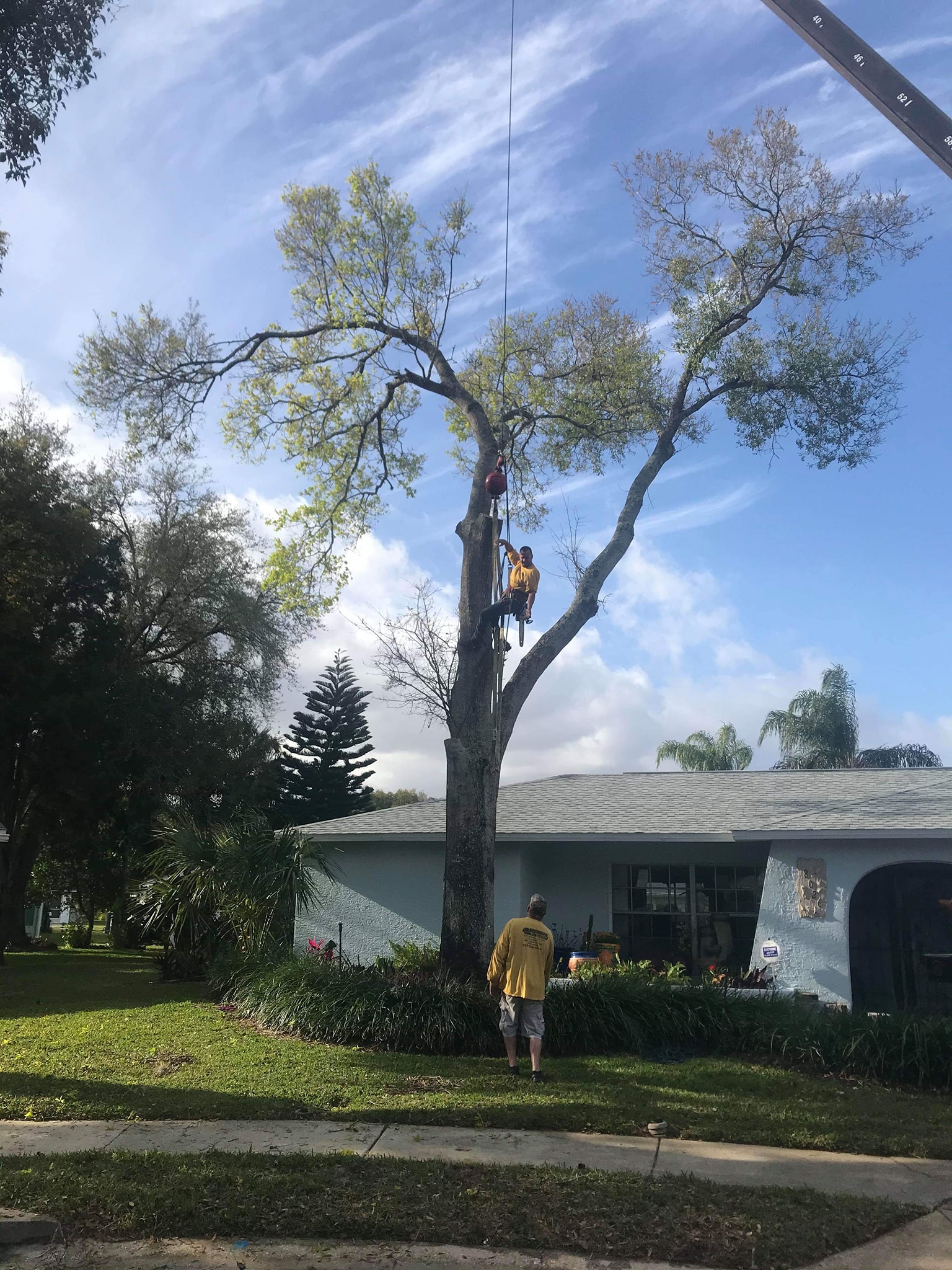 tree removal experts climbing a tree