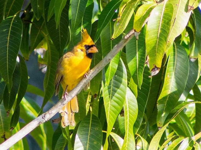 yellow tree cardinal