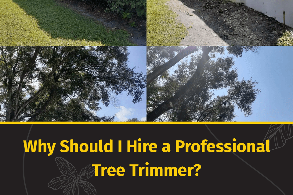 hire a professional tree trimmer