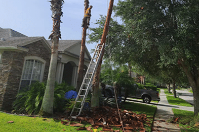 Hurricane Tree Preparation