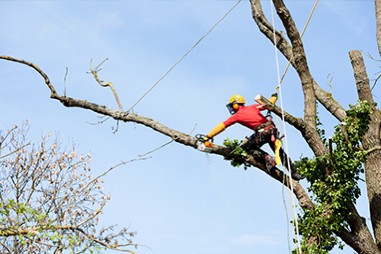 hurricane tree service