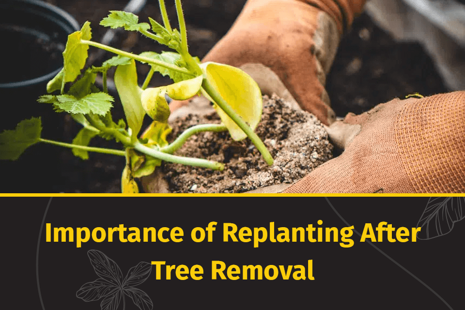 the importance of replanting a tree
