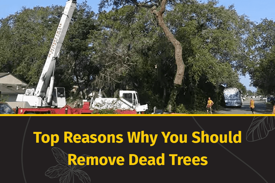 remove dead tree