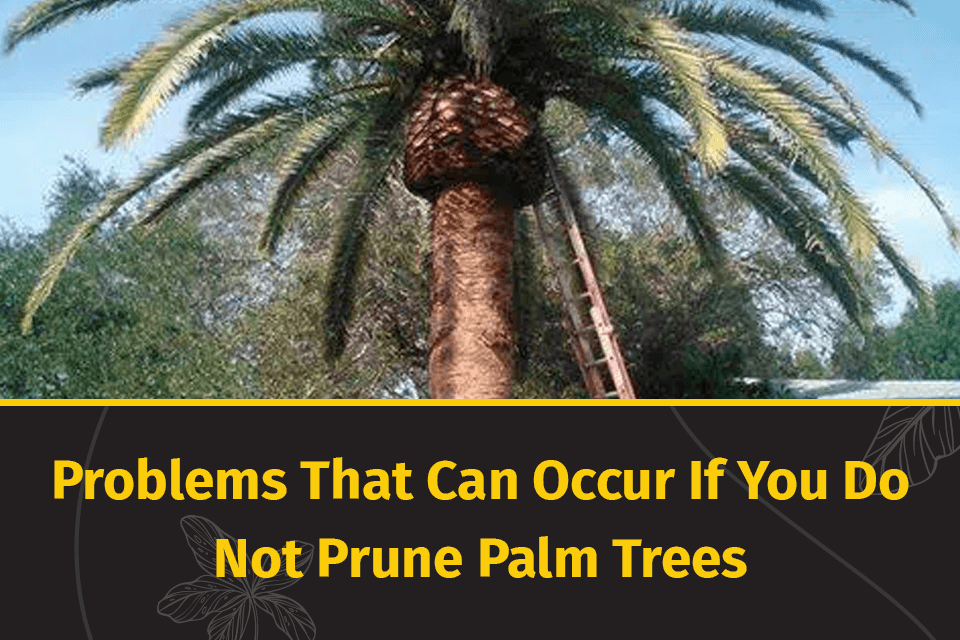 prune palm trees