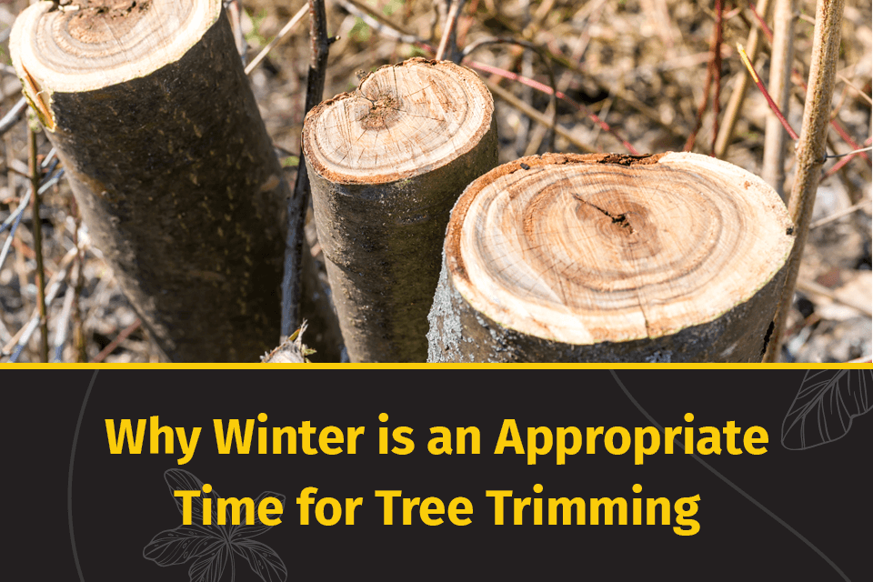 winter is appropriate for tree trimming