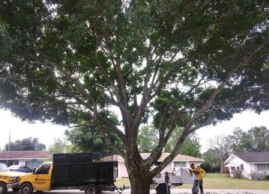 tree maintenance company