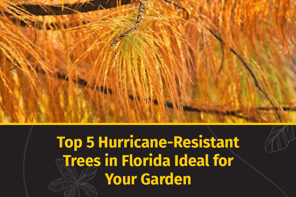 hurricane resistant trees