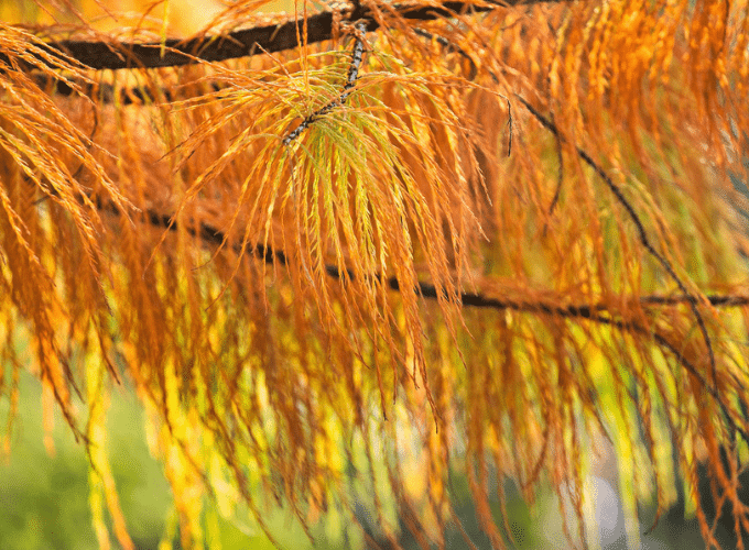 The Bald Cypress is a hurricane resistant tree in Florida