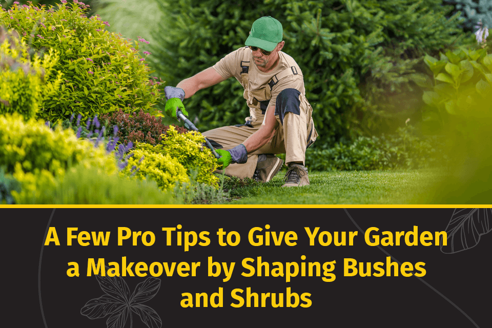 shaping bushes and shrubs