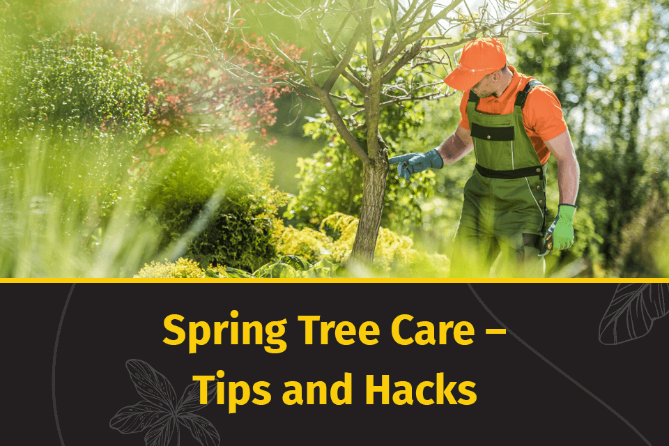 spring tree care