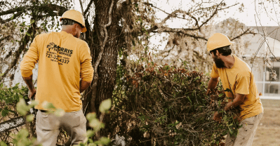 tree services in Palm Harbor
