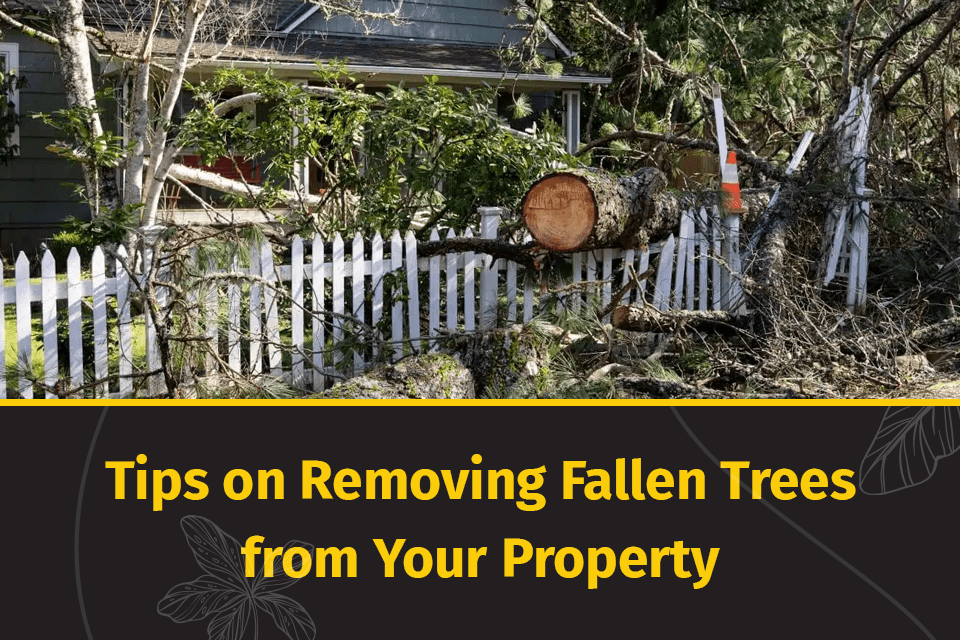 removing fallen trees