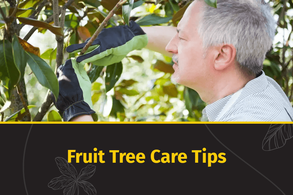 fruit tree care tips