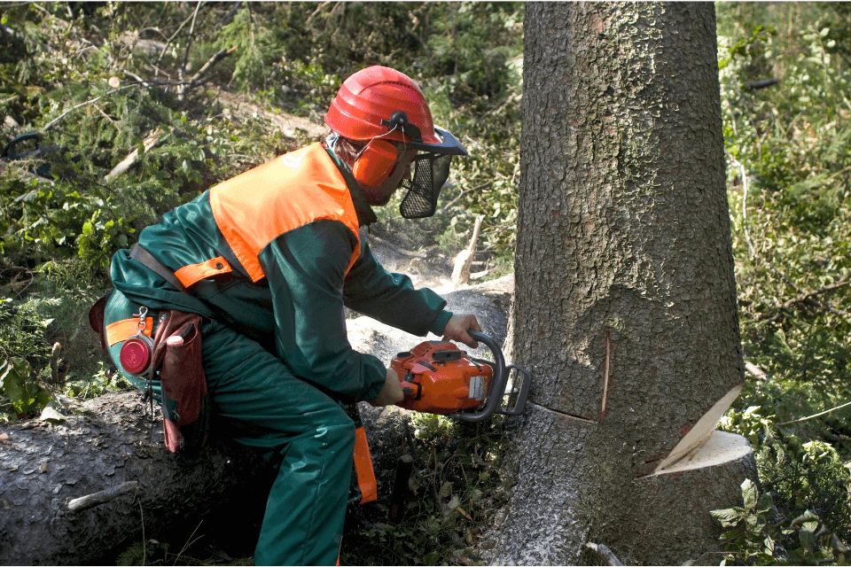 man removing an ill tree
