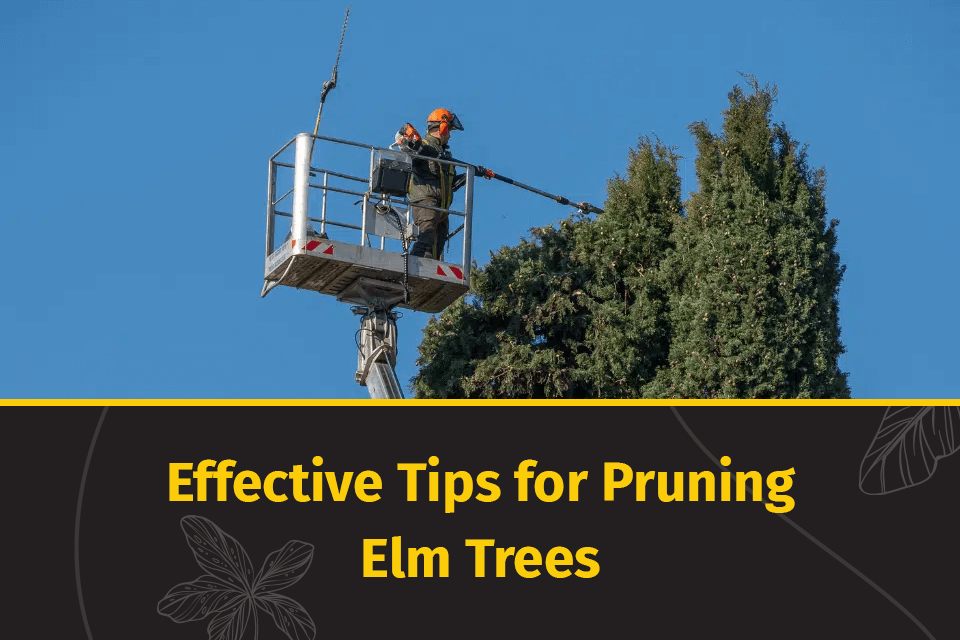 pruning elm trees