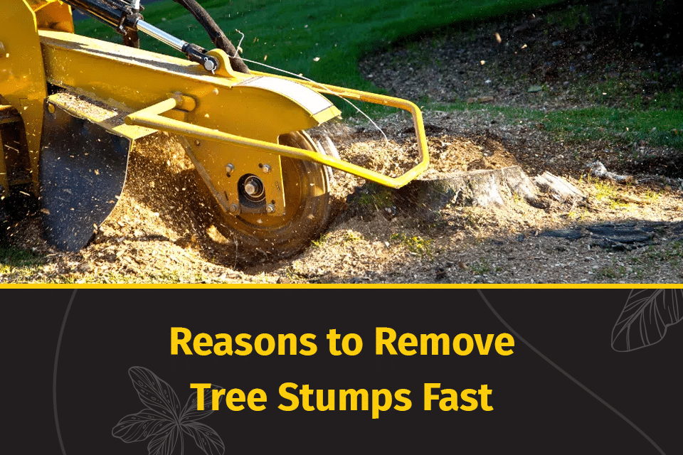 remove tree stumps