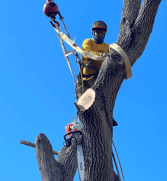 Trinity tree removal service