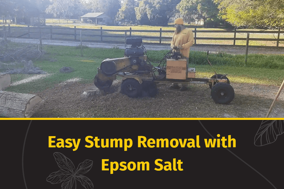 stump removal with Epsom salt