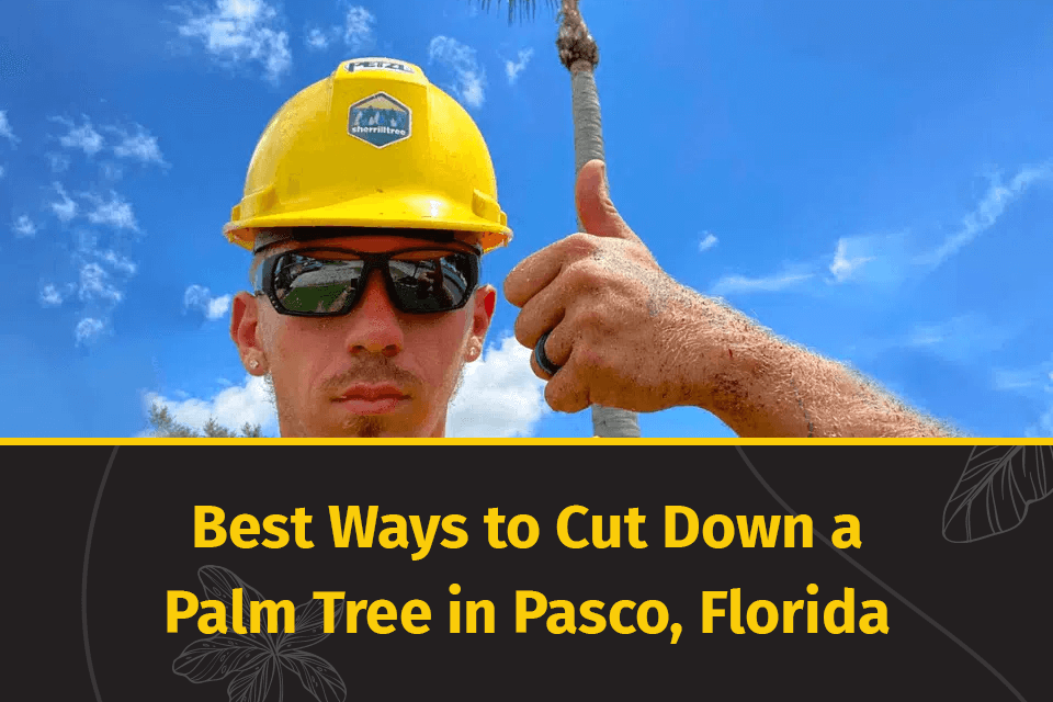 best way to cut down a palm tree