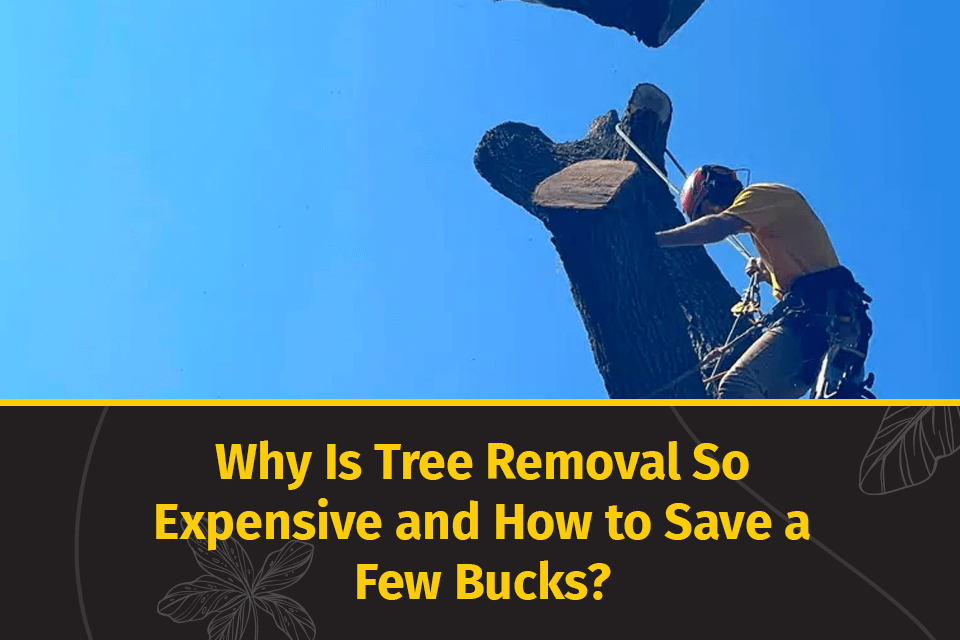 why is tree removal so expensive