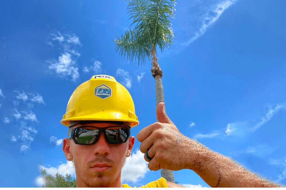 the-best-ways-to-cut-down-a-palm-tree-in-pasco-florida