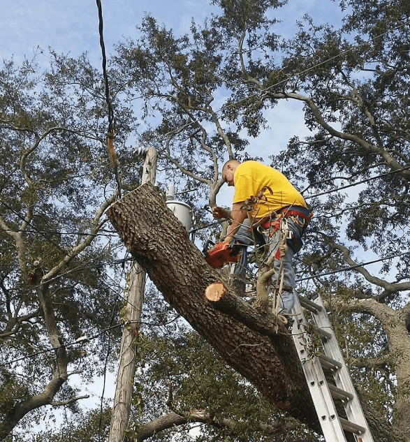 tree service in odessa