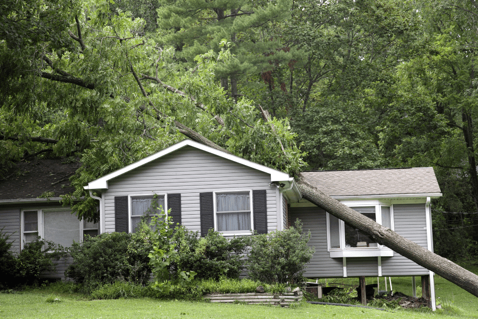 tree falls on property