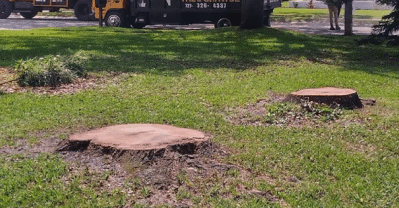 oak tree services removal