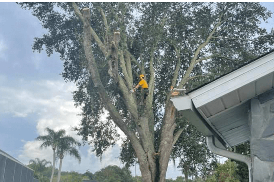 tree trimming for hurricane season