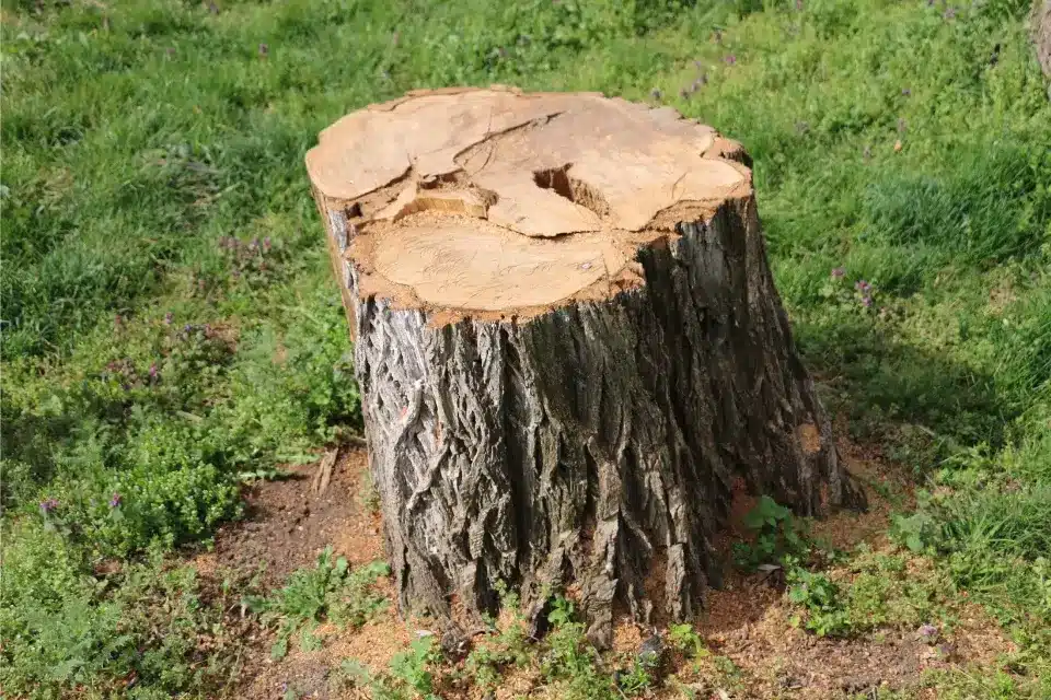 tree stump ideas