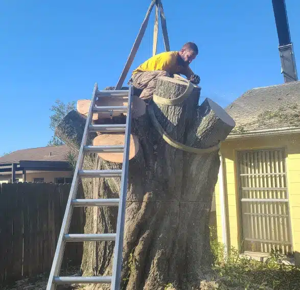 Tree removal company