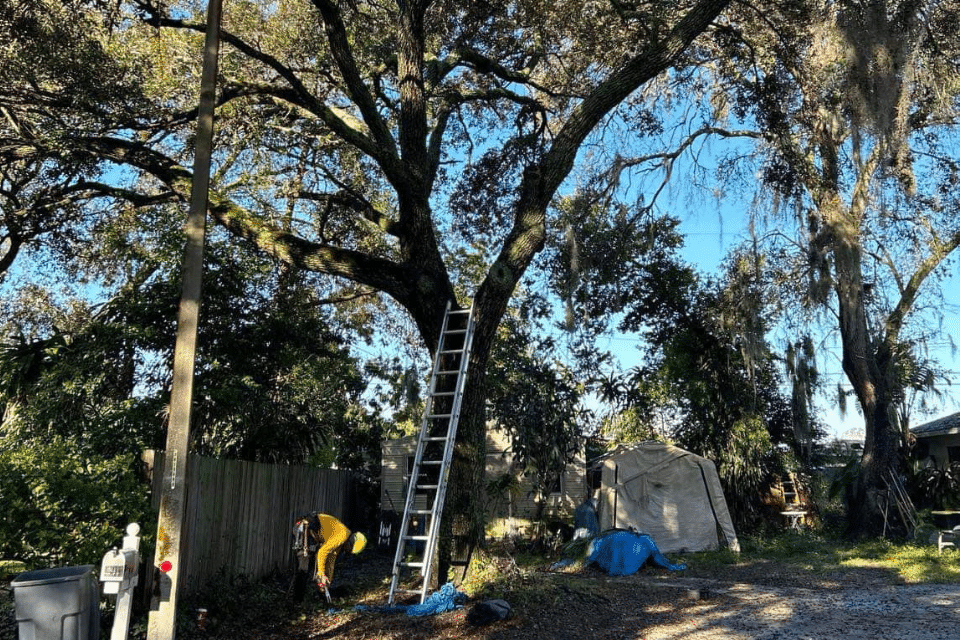 how to negotiate tree removal