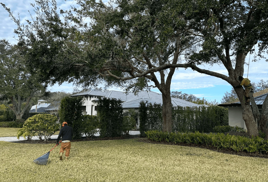 tree experts cutting back perennial trees