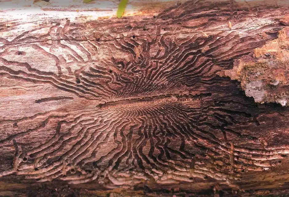 ash borer tree disease