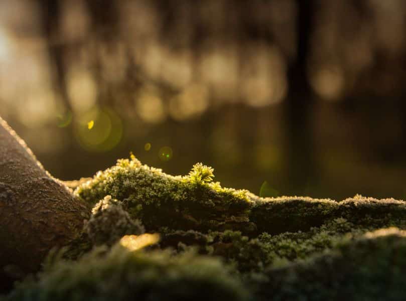 tree moss removal