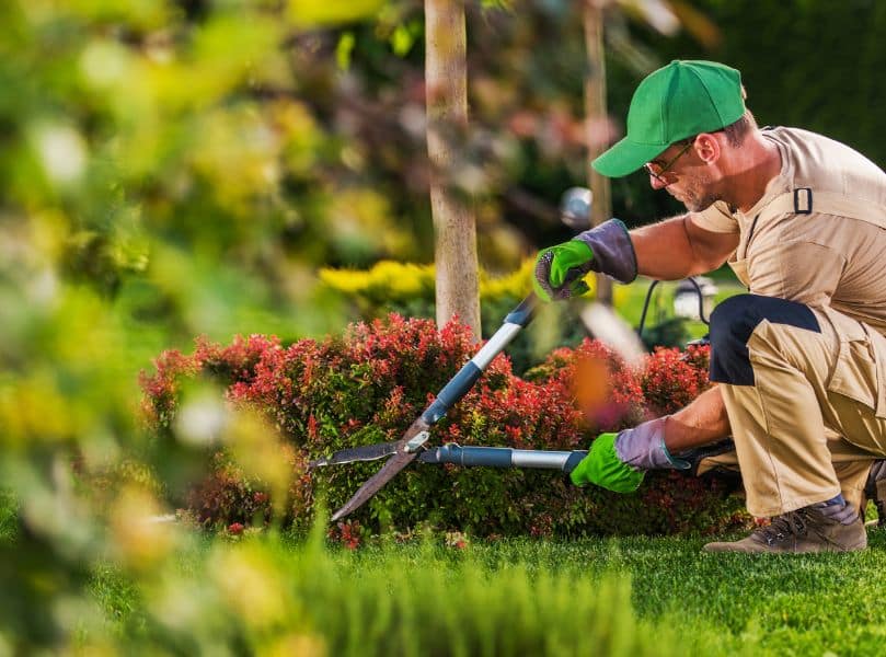 Landscape ideas arter tree removal