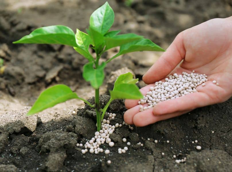 Slow release fertilizer for trees