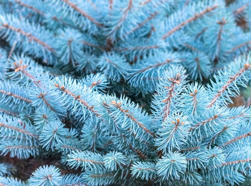 Spruce tree disease