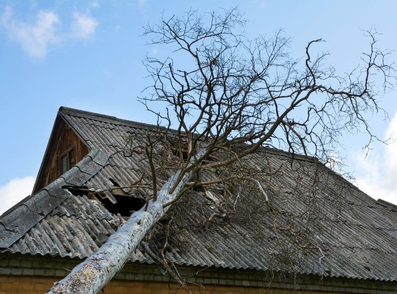 Frost trees damage