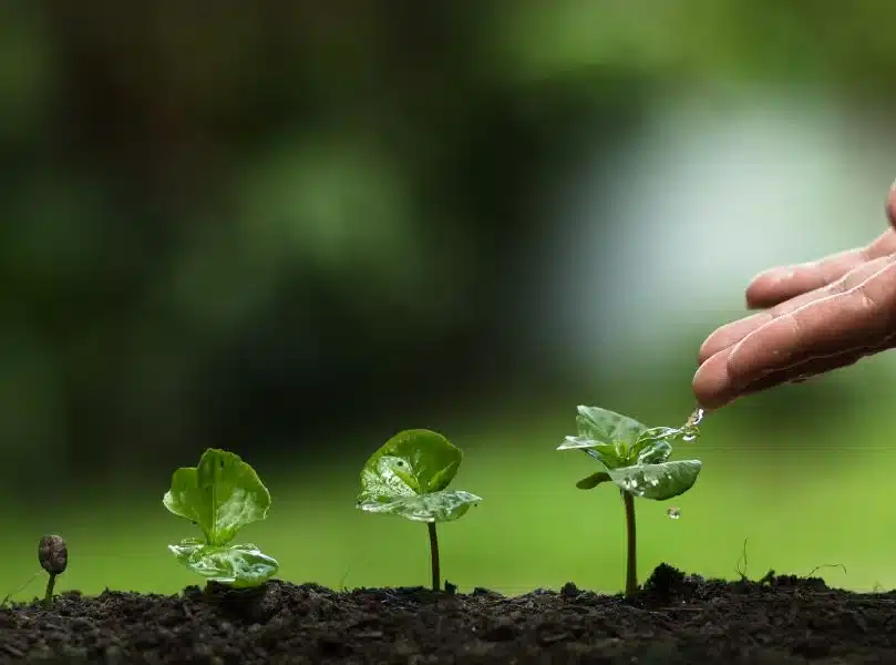 Soil for healthy trees