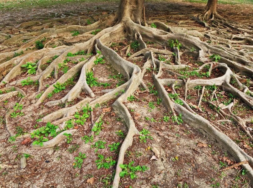 Tree Exposed Roots