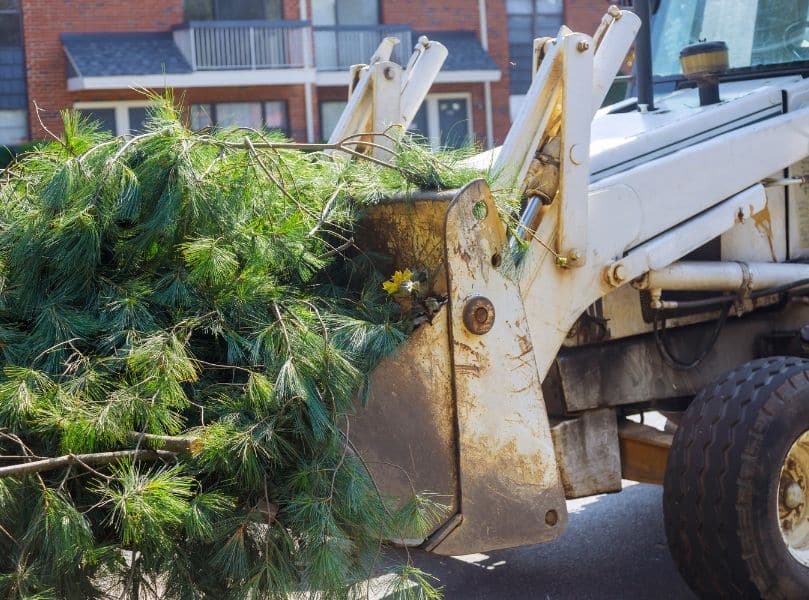 Hurricane Tree Removal