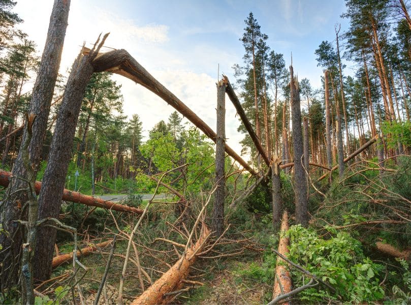 Hurricane Cleanup Services