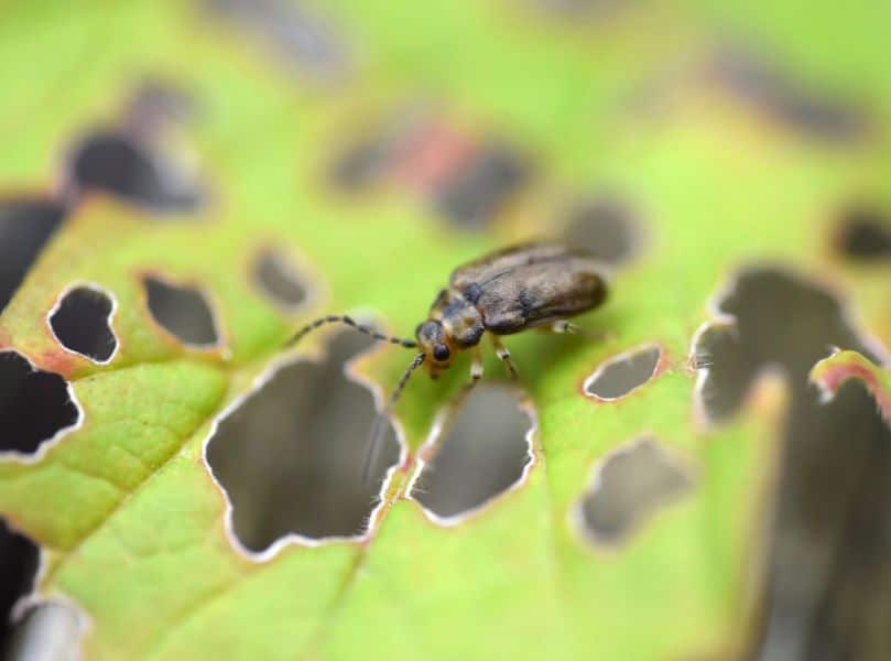 viburnum leaf beetle control