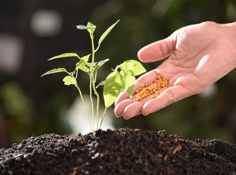 winter fertilizer for trees