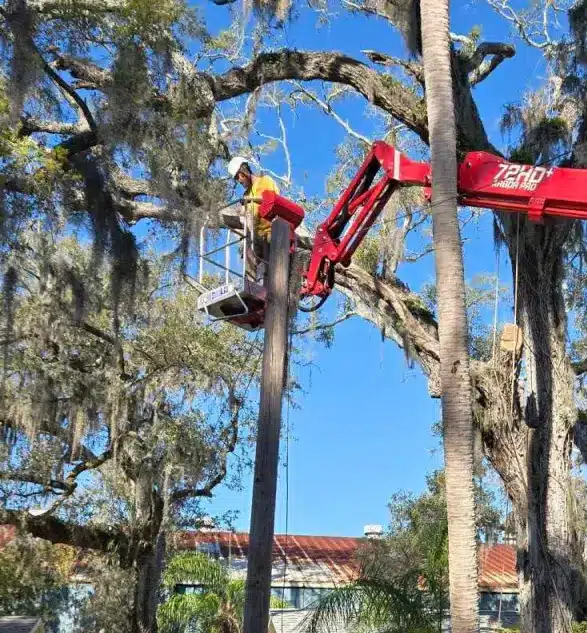 tree removal in brooksville, FL
