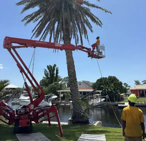 Tree trimming services in Brooksville, FL