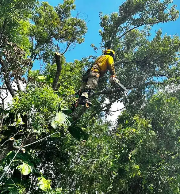 Dade city tree service